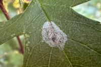 Phyllonorycter corylifoliella