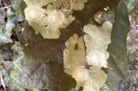 Tischeria ekebladella