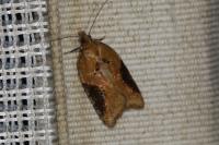 Acleris laterana