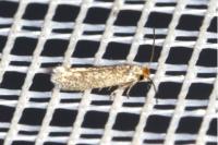 Glaucolepis stoechadella