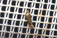 Glaucolepis stoechadella
