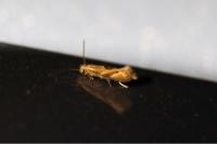 Bucculatrix demaryella