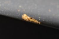 Bucculatrix demaryella