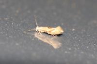 Bucculatrix demaryella