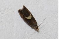 Dichrorampha petiverella