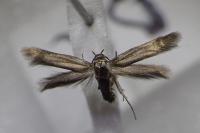 Scythris terrenella