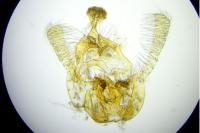 Endothenia oblongana
