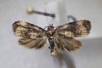 Endothenia oblongana