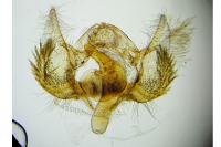 Cochylichroa atricapitana