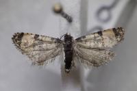 Cochylichroa atricapitana