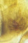 Cochylichroa atricapitana