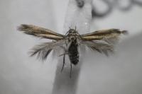 Scythris terrenella