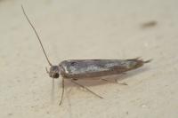 Scythris limbella