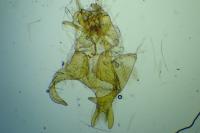 Scythris limbella