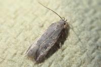 Stomopteryx remissella