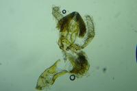 Stomopteryx remissella
