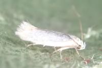 Elachista lugdunensis