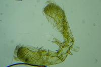 Elachista lugdunensis