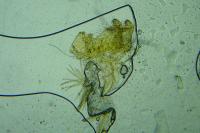 Monochroa hornigi