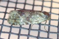 Aethes williana