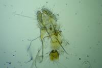 Aethes williana