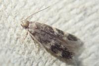 Apatema proteroclina