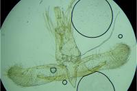 Apatema proteroclina