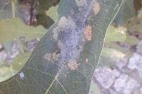 Choreutis nemorana