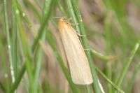 Zelotherses unitana