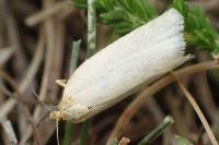 Zelotherses paleana