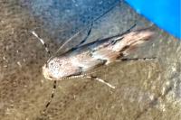 Phyllonorycter trifasciella
