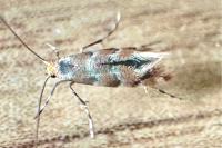 Phyllonorycter trifasciella