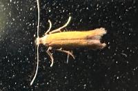 Coptotriche marginea