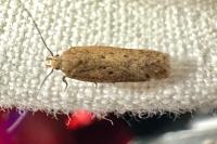 Bryotropha terrella