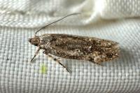 Carpatolechia fugacella
