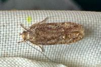 Carpatolechia fugacella