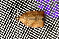 Pandemis heparana