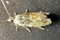 Epinotia nisella