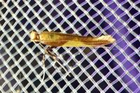 Caloptilia alchimiella