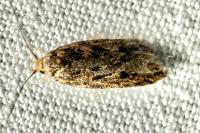 Hofmannophila pseudospretella