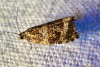 Celypha lacunana