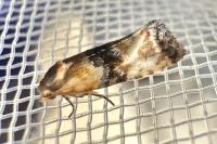 Eupoecilia angustana
