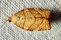 Pandemis corylana