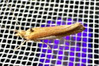 Ypsolopha parenthesella