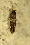 Mompha subbistrigella