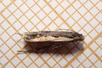 Cosmardia moritzella