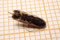 Cosmardia moritzella