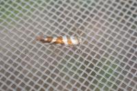 Argyresthia goedartella