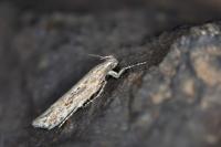 Scrobipalpa samadensis