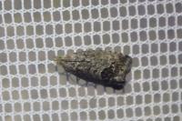 Cydia splendana